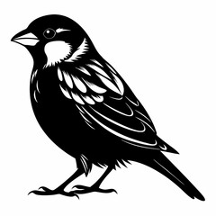 Sparrow black silhouette