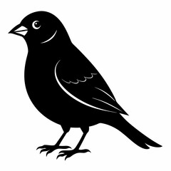 Sparrow black silhouette