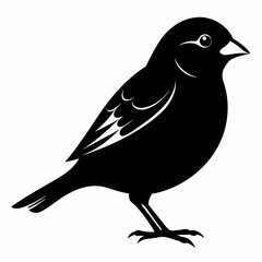 Sparrow black silhouette