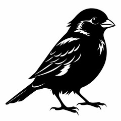 Fototapeta premium Sparrow black silhouette