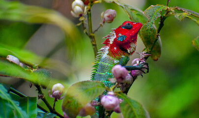 Common Green forest lizard in vibrant colors