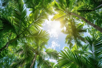 Fototapeta premium Trees and palm leaf in nature, green tropic plant, summer forest beauty, exotic palm tree in garden background, environment with coconut sky, travel to banana jungle foliage