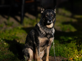 Beastly Black German Shepard with piercing eyes