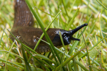 slug on the grass lawn