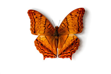 A bright orange colored butterfly Vindula Arsinoe close-up.