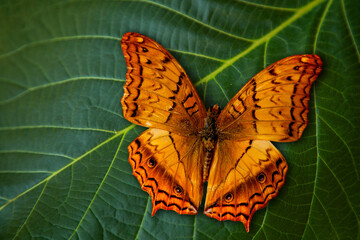 A bright orange colored butterfly Vindula Arsinoe close-up.