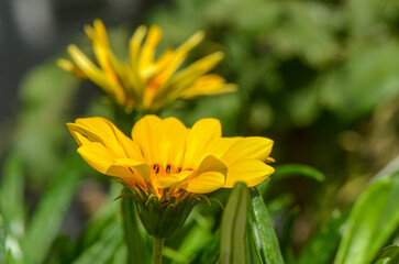 Treasure flower (Gazania linearis) in bloom in close up.