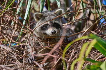 Raccoon in a palm tree