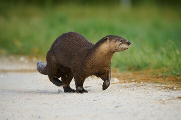 River otter on the run. 