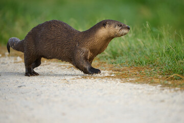 River otter on the run. 