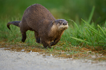 River otter on the run. 