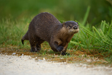 River otter on the run. 