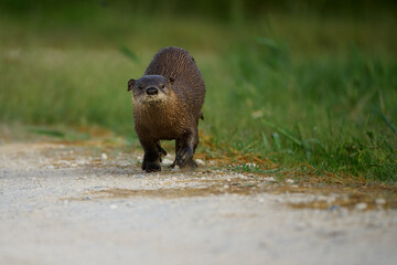 River otter on the run. 