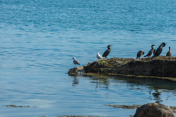 Dunlaoghaire, Dublin, Ireland - seaside city scenery