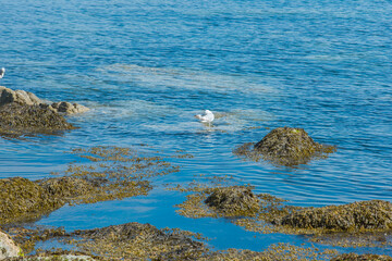 Dunlaoghaire, Dublin, Ireland - seaside city scenery