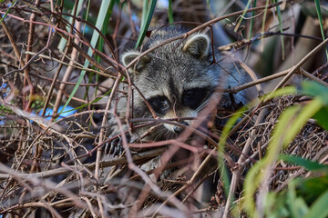 Raccoon in a palm tree