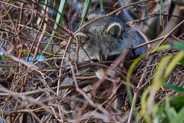 Raccoon in a palm tree