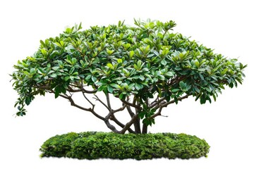 Obraz premium Isolated tropical jungle plant with clipping path