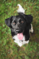 cute stabyhoun rare dutch breed dog sitting looking up at the camera happily