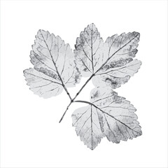 Ink stamp impression of a leaf or plant with organic texture. Isolated leaf print for floral art or pattern.