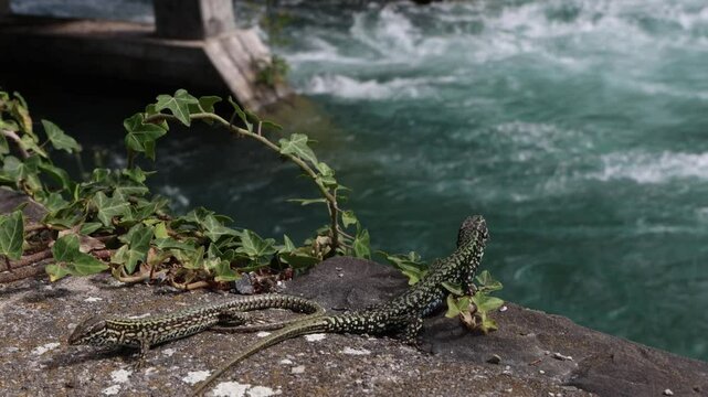 Sand lizards sitting above the river, establisher nature