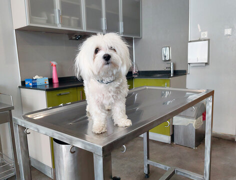 malteese terrier