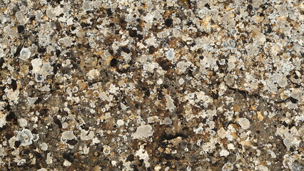 Textured Lichen Patterns On Rocky Surface Close-Up View