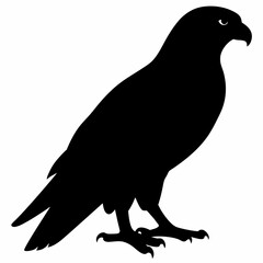 Falcon vector illustration, bird  isolated on white, Falcon silhouette, Falcon vector art
