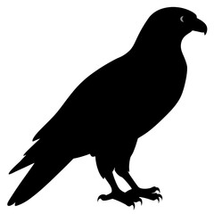 Falcon vector illustration, bird  isolated on white, Falcon silhouette, Falcon vector art
