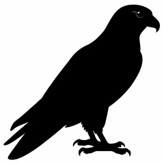 Fototapeta premium Falcon vector illustration, bird isolated on white, Falcon silhouette, Falcon vector art 