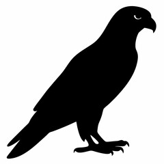 Falcon vector illustration, bird  isolated on white, Falcon silhouette, Falcon vector art
