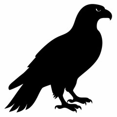 Falcon vector illustration, bird  isolated on white, Falcon silhouette, Falcon vector art

