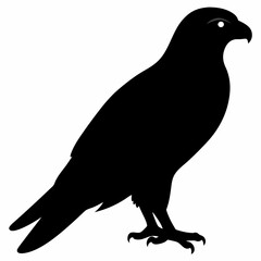 Falcon vector illustration, bird  isolated on white, Falcon silhouette, Falcon vector art
