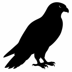 Falcon vector illustration, bird  isolated on white, Falcon silhouette, Falcon vector art
