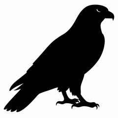 Falcon vector illustration, bird  isolated on white, Falcon silhouette, Falcon vector art
