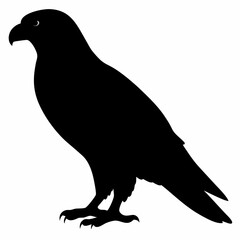 Falcon vector illustration, bird  isolated on white, Falcon silhouette, Falcon vector art
