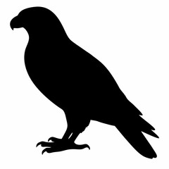 Kestrel vector illustration, bird  isolated on white, Kestrel silhouette, Kestrel vector art