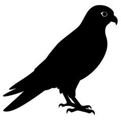 Kestrel vector illustration, bird  isolated on white, Kestrel silhouette, Kestrel vector art