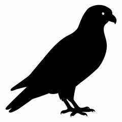 Kestrel vector illustration, bird  isolated on white, Kestrel silhouette, Kestrel vector art