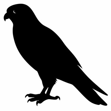 recommend clip art: Kestrel vector illustration, bird  isolated on white, Kestrel silhouette, Kestrel vector art