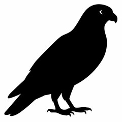 Kestrel vector illustration, bird  isolated on white, Kestrel silhouette, Kestrel vector art
