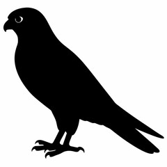 Kestrel vector illustration, bird  isolated on white, Kestrel silhouette, Kestrel vector art