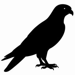 Kestrel vector illustration, bird  isolated on white, Kestrel silhouette, Kestrel vector art