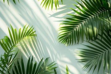 Fototapeta premium Tropical Greenery Shadow Play
