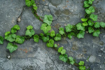 Ivy Growing On Cracked Concrete Wall
