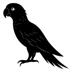 Parrot vector illustration, bird  isolated on white, Parrot silhouette, Parrot vector art