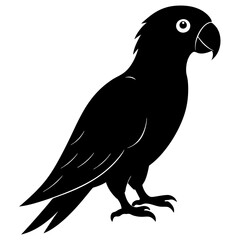 Fototapeta premium Parrot vector illustration, bird isolated on white, Parrot silhouette, Parrot vector art