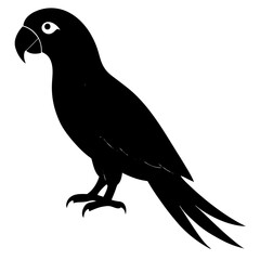 Parrot vector illustration, bird  isolated on white, Parrot silhouette, Parrot vector art