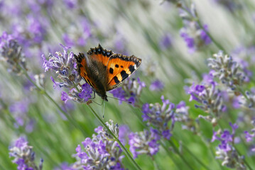 Small tortoiseshell butterfly (Aglais urticae) perched on lavender plant in Zurich, Switzerland