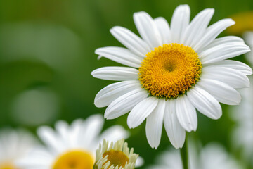 Fototapeta premium Sunlit White Daisies Blooming in Fresh Green Meadow